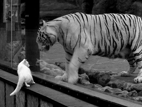 加时鏖战，奥斯梅恩一锤定音！莱比锡红牛险胜丹麦劲旅，关键先生闪耀欧陆